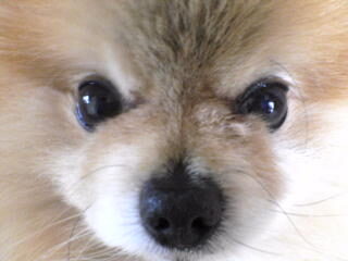 愛猫・愛犬の往診｜ただみ動物病院｜救急対応を見据えた終末期医療｜怖がりさんに寄り添う医療（武蔵野・吉祥寺・三鷹・東京）