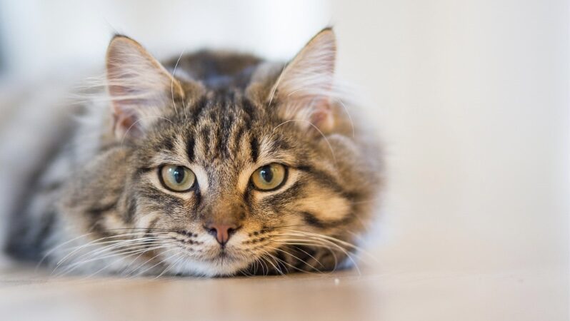 愛猫・愛犬の往診｜ただみ動物病院｜救急対応を見据えた終末期医療｜怖がりさんに寄り添う医療（武蔵野・吉祥寺・三鷹・東京）