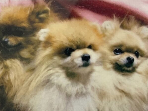 愛猫・愛犬の往診｜ただみ動物病院｜救急対応を見据えた終末期医療｜怖がりさんに寄り添う医療（武蔵野・吉祥寺・三鷹・東京）