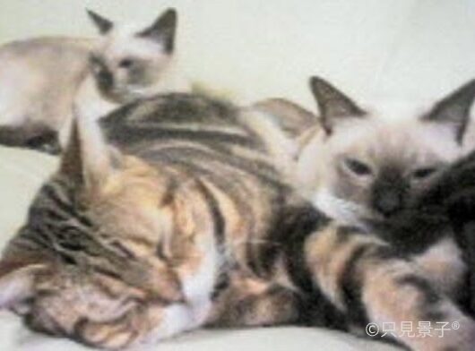 【愛猫・愛犬の往診】ただみ動物病院｜高齢動物の介護・在宅での医療｜怖がりさんに寄り添う医療（武蔵野・吉祥寺・三鷹・東京）