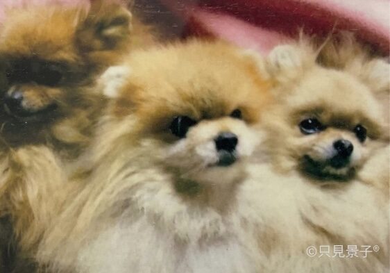 【愛猫・愛犬の往診】ただみ動物病院｜救急対応も必要な介護｜お家が安心なこわがりさん（武蔵野・吉祥寺・三鷹・東京）