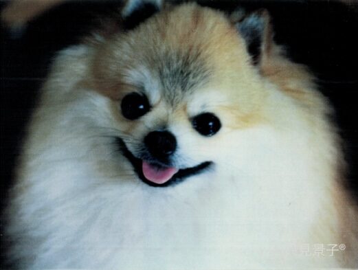 【愛猫・愛犬の往診】ただみ動物病院｜救急対応も必要な介護｜お家が安心なこわがりさん（武蔵野・吉祥寺・三鷹・東京）