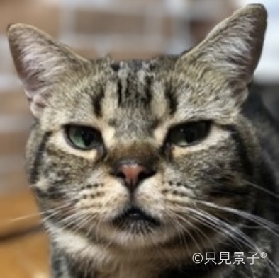 【猫の往診専門】ただみ動物病院｜武蔵野・吉祥寺・三鷹｜完全予約制｜東京の在宅で診療を受けたい愛猫｜訪問での診療